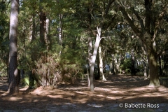 The Pines