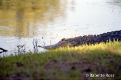 Alligator