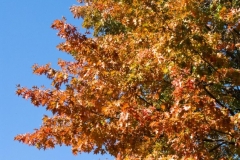20081026_03