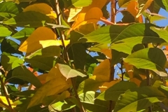 20161110_001