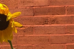 {"macroEnabled":false,"qualityMode":3,"deviceTilt":0.02415184577437834,"customExposureMode":1,"extendedExposure":false,"whiteBalanceProgram":0,"focusMode":1}