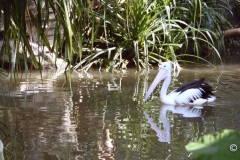 Hong Kong Park 1999-10-04