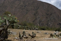 Inca Trail