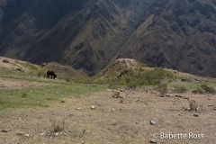 Inca Trail Donkey