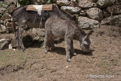 Inca Trail Donkey