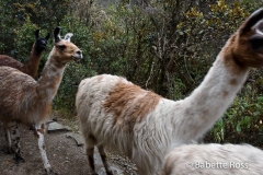 Inca Trail Llama