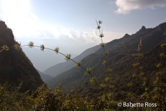 Inca Trail