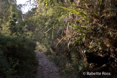 Inca Trail