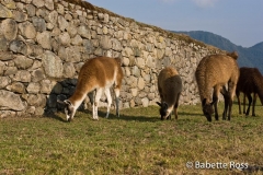 Machu Picchu Llamas