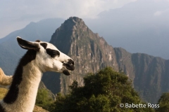 Machu Picchu Llama