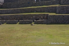 Machu Picchu - Llama