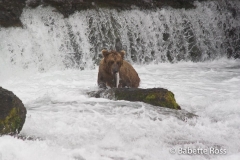Brooks Falls