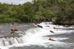 Brooks Falls