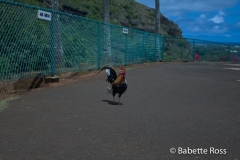 Rooster