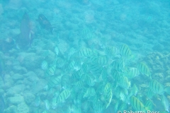 Prince Kuhio Beach