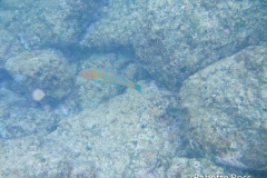 Prince Kuhio Beach