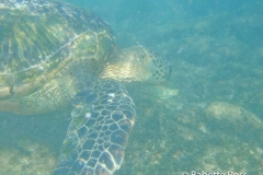 Prince Kuhio Beach