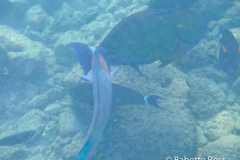 Prince Kuhio Beach