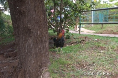 Waimea Canyon Rooster