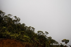 Puu Kila Lookout Hike