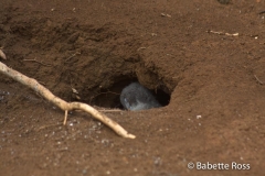 Kilauea Point Nest