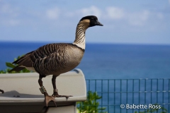 Nene