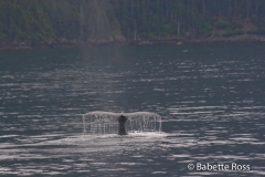 Humpback Whale