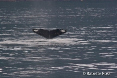 Humpback Whale