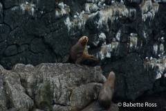 Steller Sea Lions