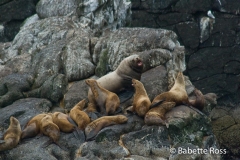 Steller Sea Lions