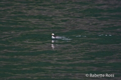 Puffin