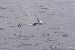 Orca Whales