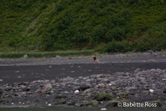 Can you spot the Eagle?