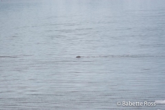 Seals