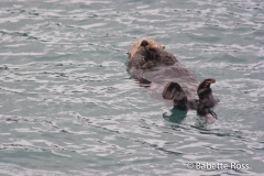 Otter
