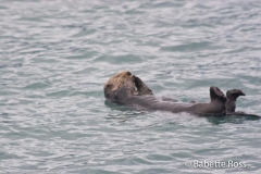 Otter