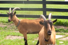 Goats