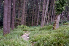 Killarney 1993-08-31