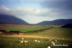 Killarney Sheep 1993-08-31