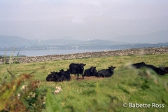 Dingle 1993-09-01