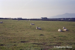 Dingle 1993-09-01