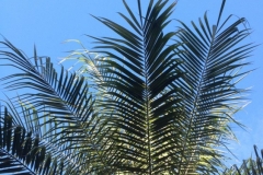 Palm Tree & Blue Skies