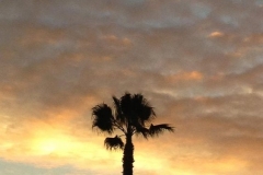 Palm Tree Sunset