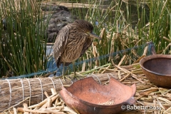 Uros Bird