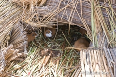 Guinea Pigs