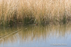 Duck on Lake Titicaca