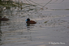 Lake Titicaca - Blue Beak Duck
