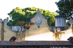 Castello di Sao Jorge OMG PEACOCKS FLY