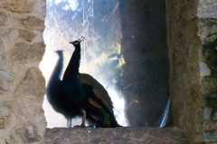 Castello di Sao Jorge Peacock