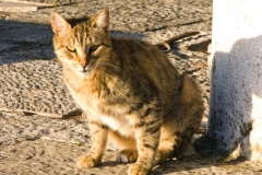 Castello di Sao Jorge Cat